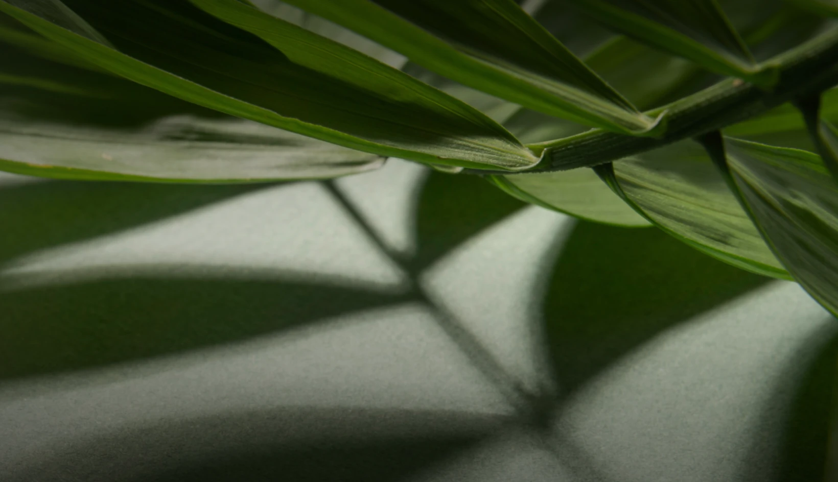 Commitment to Sustainability