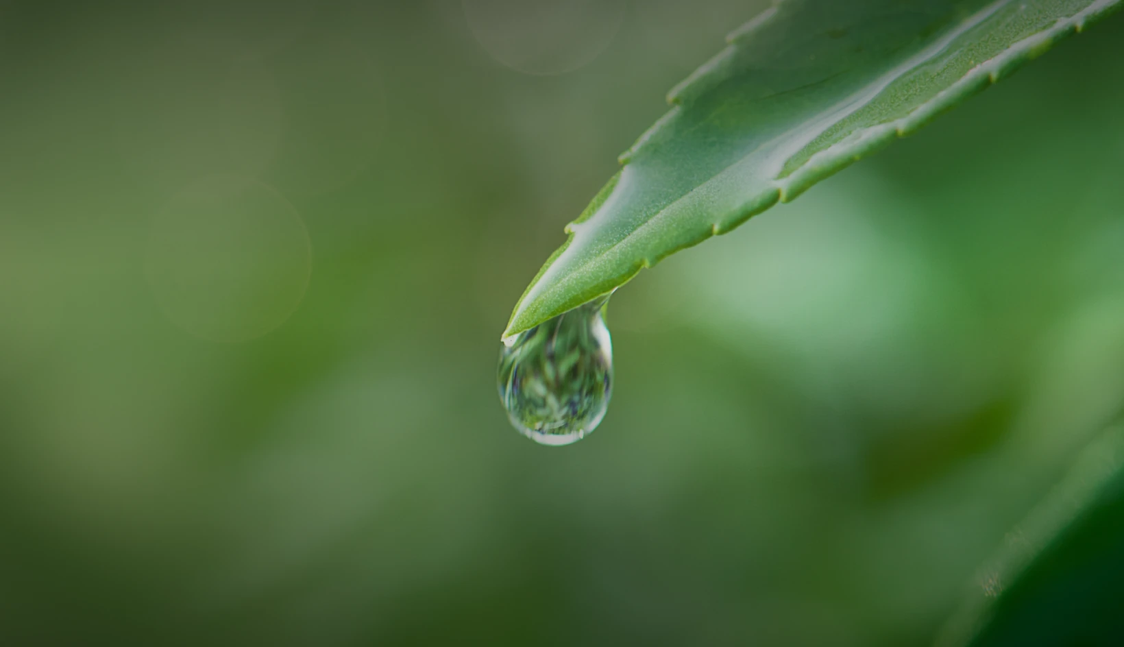 Stakeholder Engagement