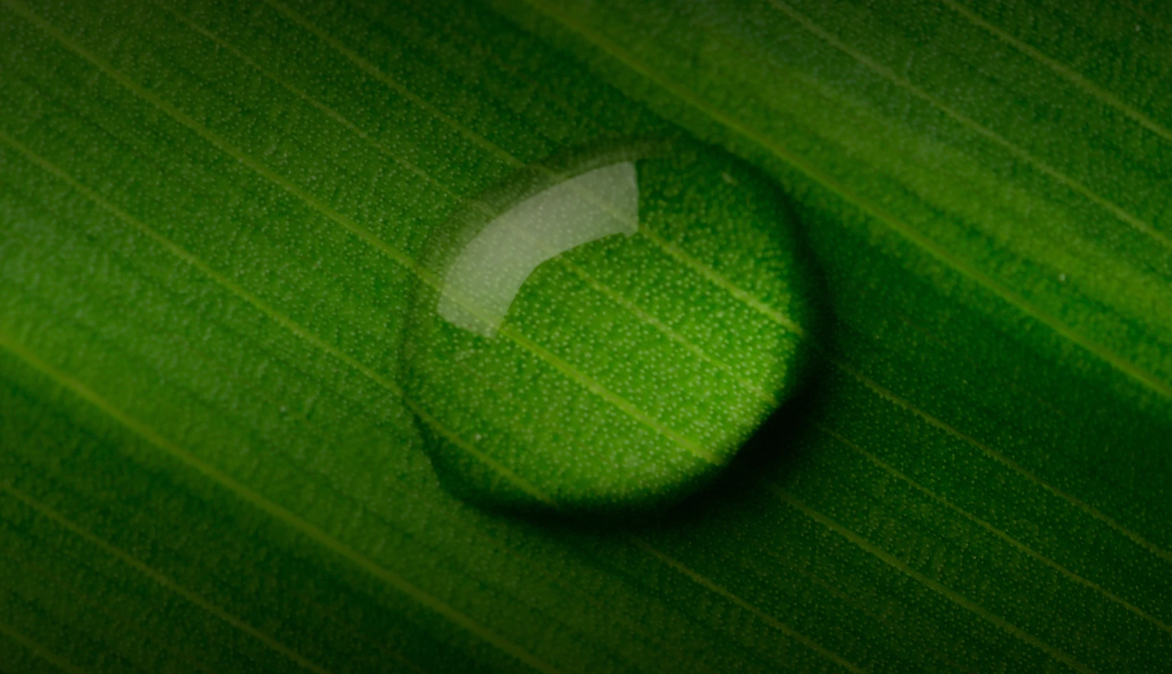 Sustainability Reports