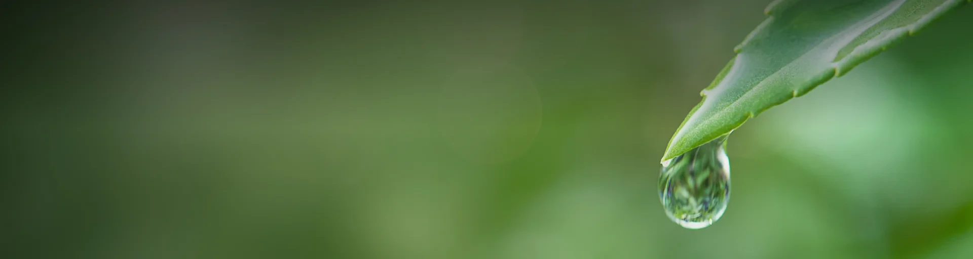 Stakeholder Engagement