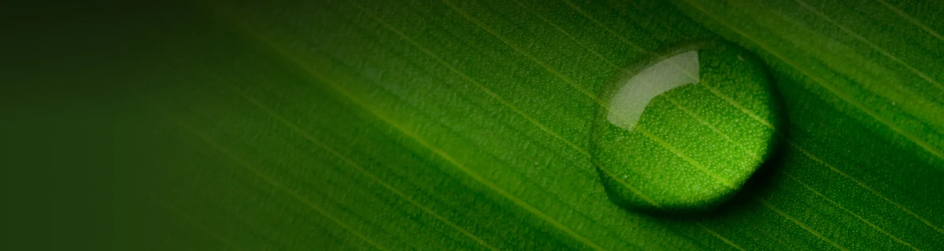 Sustainability Reports